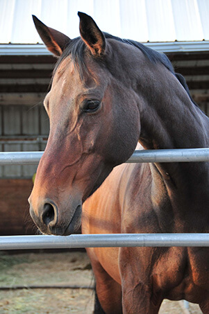 Horse Thumb