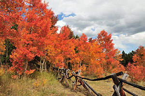Orange Aspens Thumb