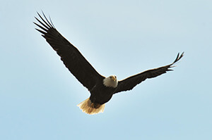 Eagle Thumb