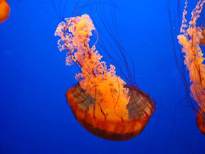 Jellyfish Thumb