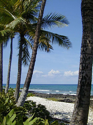 Palm Trees Thumb